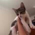 Turşu'ya Acil Yuva fotoğraf