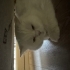 Kısırlaştırılmış kedi fotoğraf
