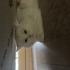 Kısırlaştırılmış kedi fotoğraf