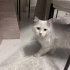 Prensese acil yuva arıyoruz fotoğraf