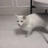 Prensese acil yuva arıyoruz fotoğraf