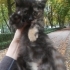 Rengimden dolayı sahiplenilmeye değer değil miyim ? ( Tortoiseshell ) fotoğraf