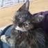 Rengimden dolayı sahiplenilmeye değer değil miyim ? ( Tortoiseshell ) fotoğraf