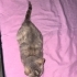 Minyon Üzüm yuvasını arıyor fotoğraf