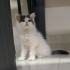 2 aylık yakışıklı ömürlük ailesini arıyor fotoğraf