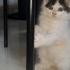 2 aylık yakışıklı ömürlük ailesini arıyor fotoğraf