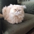 1 yaşında iran kedisi uysal sevecen🧿🐱 fotoğraf