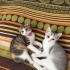 🐾 Sevimli ve Oyuncu Minik Dostumuza Sıcak Bir Yuva 🏡 fotoğraf