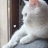 Çok tatlı kendi halinde ilgi isteyen bir kedi fotoğraf
