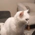 Çok tatlı kendi halinde ilgi isteyen bir kedi fotoğraf