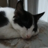 Denizli'de Pofuduk çok tatlı kedi fotoğraf