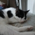 Denizli'de Pofuduk çok tatlı kedi fotoğraf