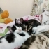 Denizli'de Pofuduk çok tatlı kedi fotoğraf