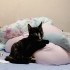 DENİZLİ de ❗ ACİL YUVA ARIYOR ❗Güzel Tatlı bir kedi fotoğraf