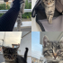 Minicik dünya güzeli tekir fotoğraf