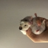 Sevimli Hamster'ım Yeni Yuvasını Arıyor 🐹 fotoğraf