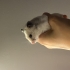 Sevimli Hamster'ım Yeni Yuvasını Arıyor 🐹 fotoğraf