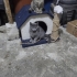 aşırı tatlı 4 minik yavru kedi 3 erkek 1 tane dişi fotoğraf