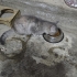aşırı tatlı 4 minik yavru kedi 3 erkek 1 tane dişi fotoğraf
