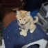 aşırı tatlı 4 minik yavru kedi 3 erkek 1 tane dişi fotoğraf