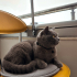 Uysal, Sevimli, Sevilmeyi çok seven Birtish shorthair fotoğraf