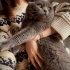 Uysal, Sevimli, Sevilmeyi çok seven Birtish shorthair fotoğraf