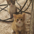Yavru kedi yuva arıyorum fotoğraf