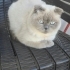 scottish fold ev kedisi fotoğraf