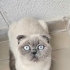 scottish fold ev kedisi fotoğraf