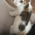 BU MİNİK SEVGİ PITIRCIĞI KIZA ÖMÜRLÜK YUVA ARANIYOR fotoğraf