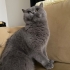 🤍 3 Yaşında, Kısır ve Aşılı Uysal Bir Güzellik Ömürlük Yuvasını Arıyor 🐾 fotoğraf
