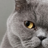 🤍 3 Yaşında, Kısır ve Aşılı Uysal Bir Güzellik Ömürlük Yuvasını Arıyor 🐾 fotoğraf