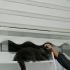 🤍 3 Yaşında, Kısır ve Aşılı Uysal Bir Güzellik Ömürlük Yuvasını Arıyor 🐾 fotoğraf