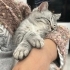 3 aylık erkek kedi annesi british fotoğraf
