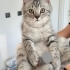 3 aylık erkek kedi annesi british fotoğraf