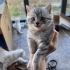 3 aylık erkek kedi annesi british fotoğraf