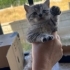 3 aylık erkek kedi annesi british fotoğraf