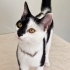 5 aylık dişi kedi çok cana yakın fotoğraf