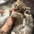 Biritish kırması ama tekir 2 aylık yavru fotoğraf