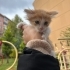 60 Günlük Minnoşlara Yuva Arıyoruz fotoğraf