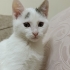 Alvin için açtığım son ilan tekrar dışarı bırakacağım maalesef fotoğraf