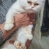 BRİTİSH LONGHAİR..!! KISIR..!! fotoğraf