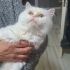 BRİTİSH LONGHAİR..!! KISIR..!! fotoğraf