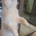 BRİTİSH LONGHAİR..!! KISIR..!! fotoğraf