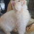 BRİTİSH LONGHAİR..!! KISIR..!! fotoğraf