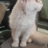BRİTİSH LONGHAİR..!! KISIR..!! fotoğraf