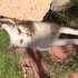 Bulut’un sokak hayatını bitirmek istiyoruz fotoğraf