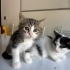 MİNİ MİNİ SMOKİNE VE TEKİRCAN AŞILARI BİZE AİT fotoğraf