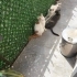 Iki kardes ve bir yegen kedi ücüde beraber hep bahcede ve disarda fotoğraf
