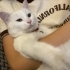 pofuduk ve sevecen kedi fotoğraf